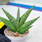 Sansevieria Manja (#H43) | Imported Hybrids
