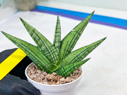 Sansevieria Manja (#H43) | Imported Hybrids