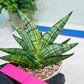 Sansevieria Manja (#H43) | Imported Hybrids