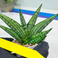Sansevieria Manja (#H43) | Imported Hybrids