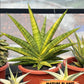 Sansevieria Marsha Anjani variegated (#H44) | Imported Plants