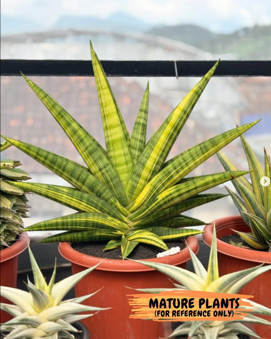 Sansevieria Marsha Anjani variegated (#H44) | Imported Plants
