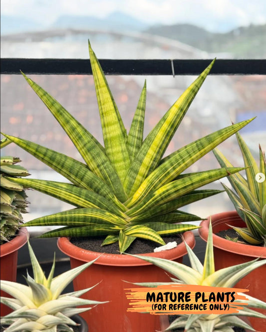 Sansevieria Marsha Anjani Var (ha6) (g) | Rare imported