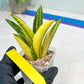 Sansevieria Marsha Anjani variegated (#H44) | Imported Plants