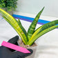 Sansevieria Marsha Anjani variegated (#H44) | Imported Plants