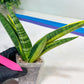Sansevieria Marsha Anjani variegated (#H44) | Imported Plants