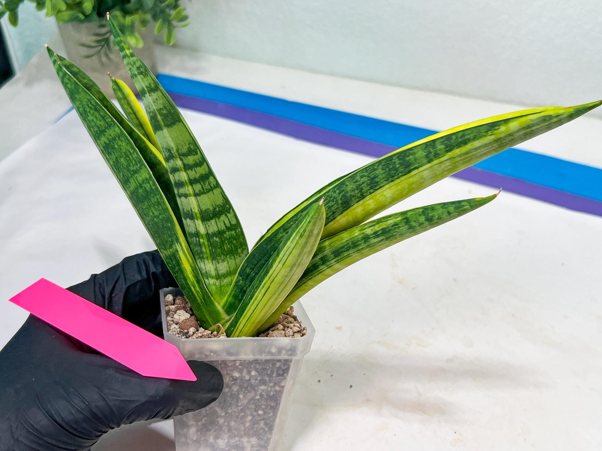 Sansevieria Marsha Anjani variegated (#H44) | Imported Plants