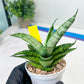 Sansevieria Pandawa (#H45) | Imported Snake Plant