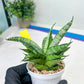 Sansevieria Pandawa (#H45) | Imported Snake Plant