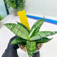 Sansevieria Pandawa (#H45) | Imported Snake Plant