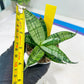 Sansevieria Pandawa (#H45) | Imported Snake Plant
