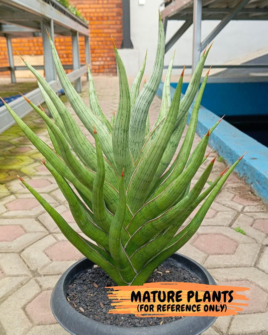 Sansevieria Rudal (#H46) | Imported Hybrid Snake Plant