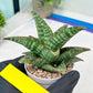 Sansevieria Cordova x dwonsi x gabriela (#H47) | Rare Imported Hybrids