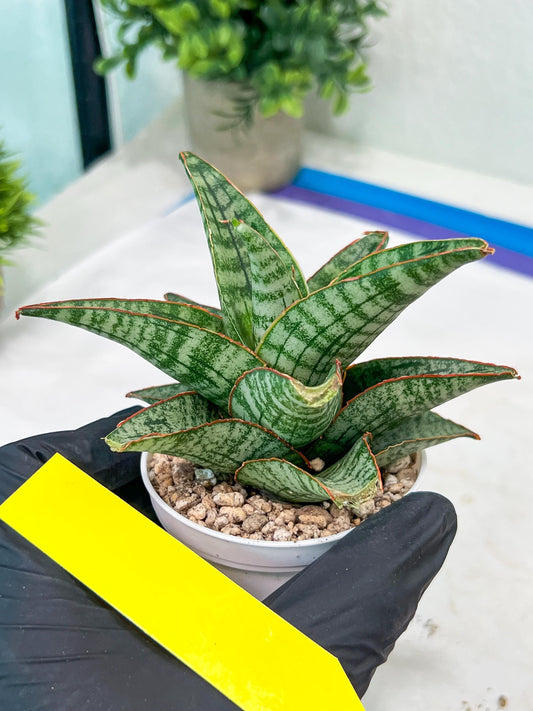Sansevieria Cordova x dwonsi x gabriela (#H47) | Rare Imported Hybrids
