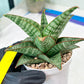 Sansevieria Cordova x dwonsi x gabriela (#H47) | Rare Imported Hybrids