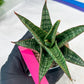 Sansevieria Cordova x dwonsi x gabriela (#H47) | Rare Imported Hybrids