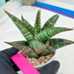 Sansevieria Cordova x dwonsi x gabriela (#H47) | Rare Imported Hybrids