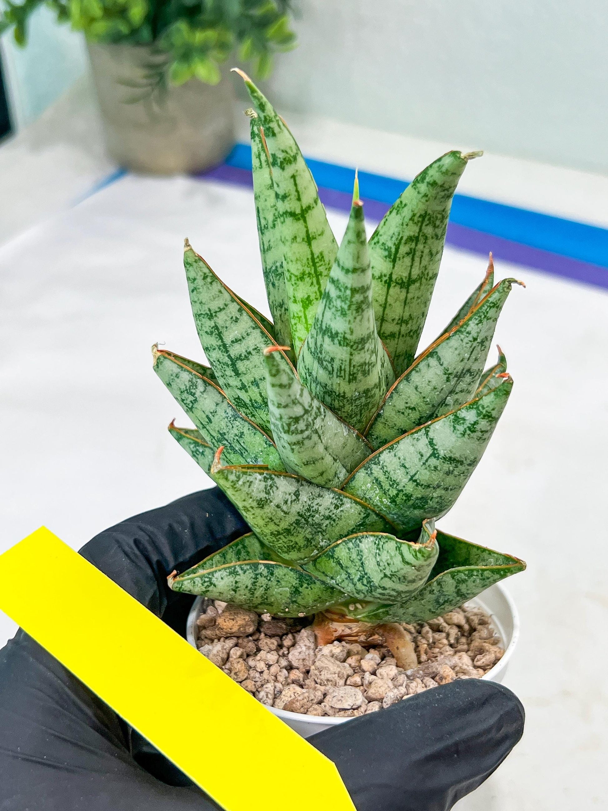Sansevieria baladewa (#H48) | Snake plant Hybrids