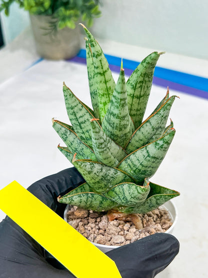 Sansevieria baladewa (#H48) | Snake plant Hybrids