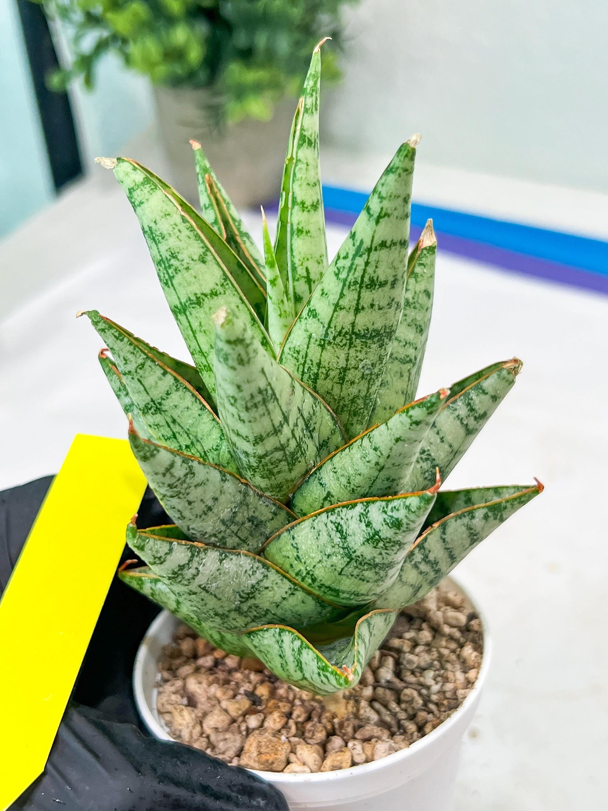 Sansevieria baladewa (#H48) | Snake plant Hybrids
