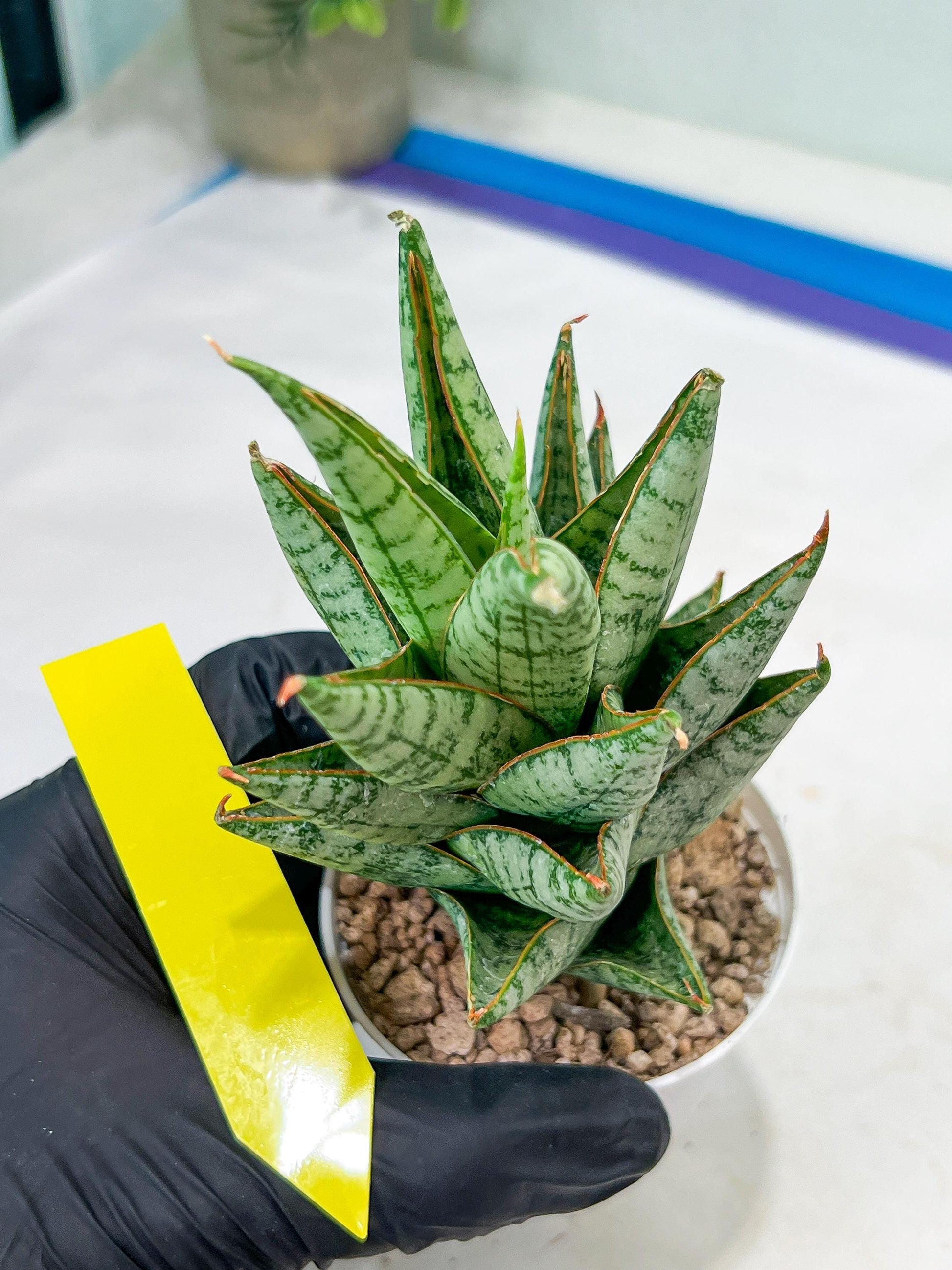 Sansevieria baladewa (#H48) | Snake plant Hybrids