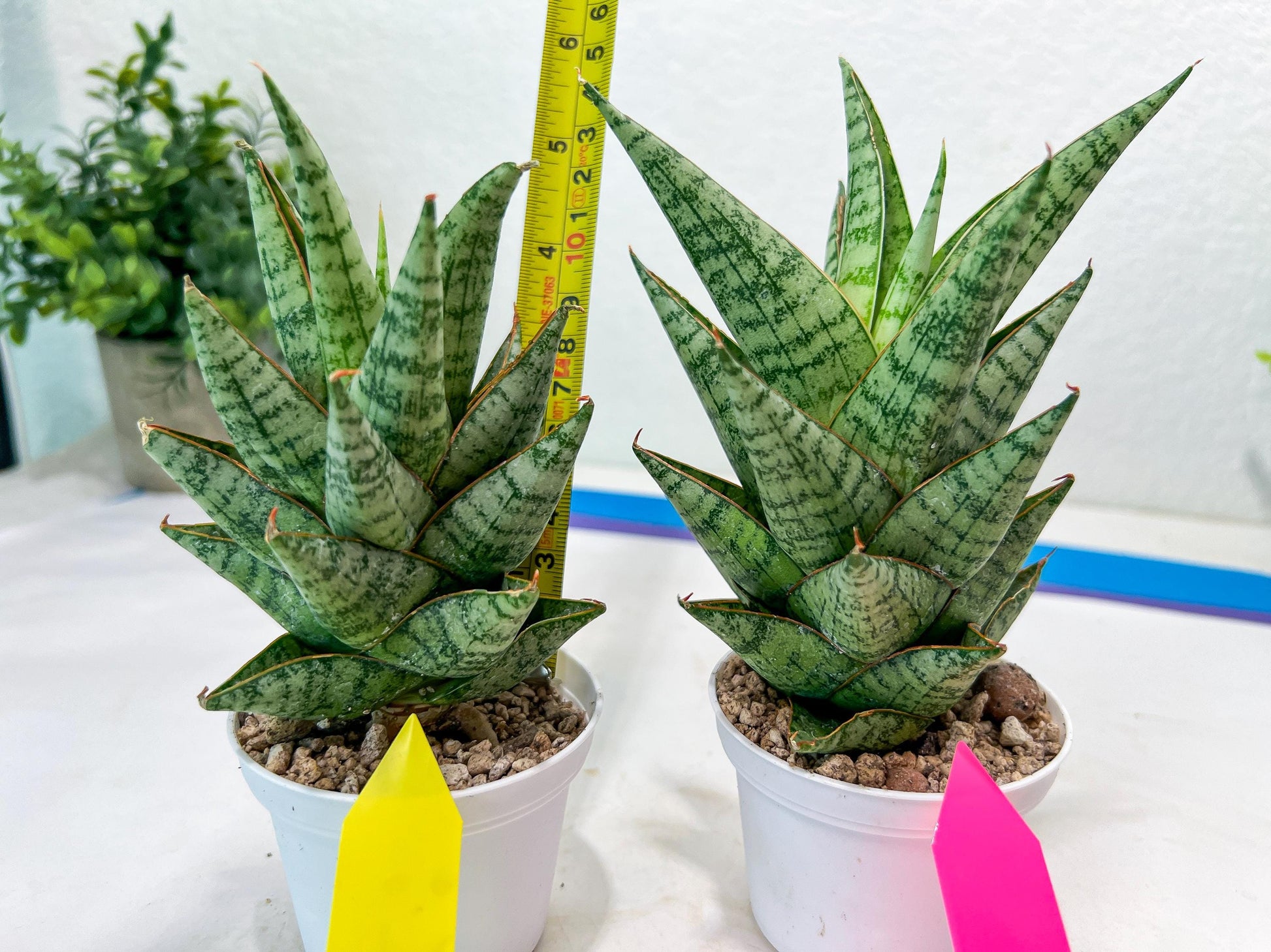 Sansevieria baladewa (#H48) | Snake plant Hybrids