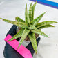 Sansevieria Blue Ice (#H50) | Imported Hybrid Snake Plant