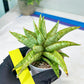Sansevieria Blue Ice (#H50) | Imported Hybrid Snake Plant