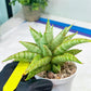 Sansevieria Blue Ice (#H50) | Imported Hybrid Snake Plant