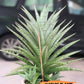 Sansevieria Blue Ice (#H50) | Imported Hybrid Snake Plant