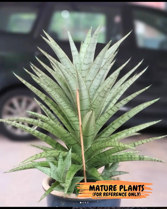 Sansevieria Blue Ice (#H50) | Imported Hybrid Snake Plant