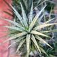 Sansevieria Blue Ice (#H50) | Imported Hybrid Snake Plant