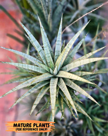 Sansevieria Blue Ice (#H50) | Imported Hybrid Snake Plant