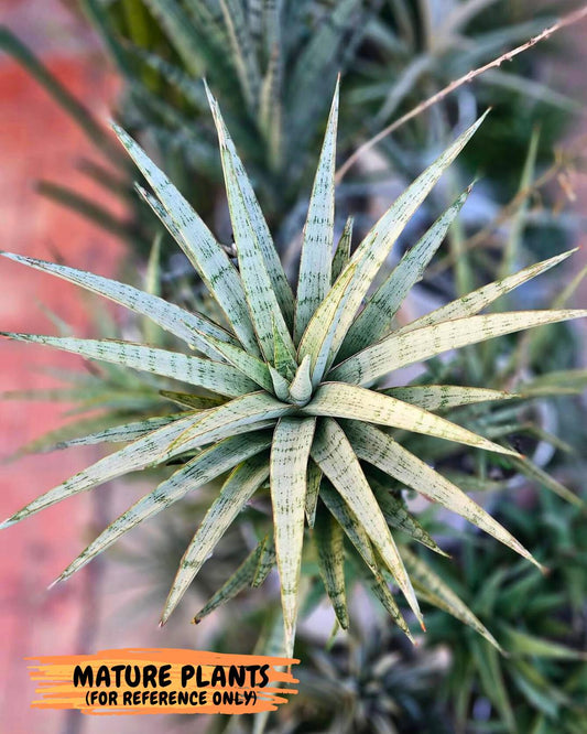 Sansevieria Blue Ice (#H50) | Imported Hybrid Snake Plant