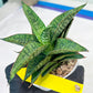Sansevieria Toxin (#H51) | Imported House Plants