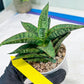 Sansevieria Toxin (#H51) | Imported House Plants