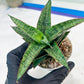 Sansevieria Toxin (#H51) | Imported House Plants