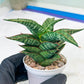Sansevieria Toxin (#H51) | Imported House Plants