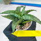 Sanseviera MELLA (#H52) | Imported Hybrids