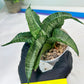 Sanseviera MELLA (#H52) | Imported Hybrids