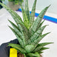Sansevieria Gepeng (H17) | Imported Snake Plants