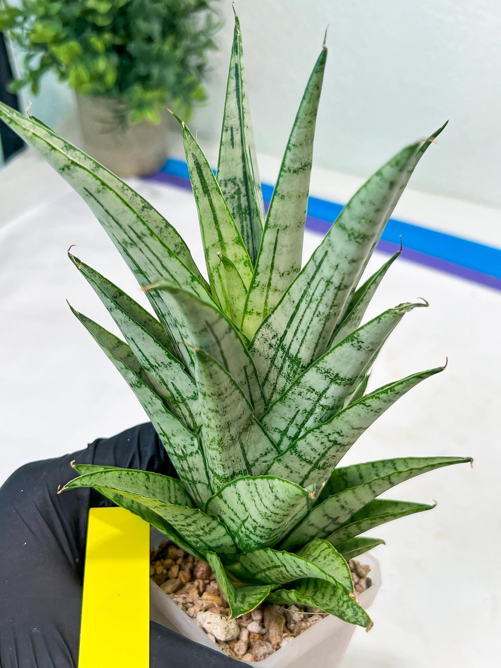 Sansevieria Gepeng (H17) | Imported Snake Plants