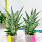 Sansevieria Gepeng (H17) | Imported Snake Plants