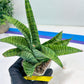 Sansevieria DareDevil (#H53) | Imported Snake Plants