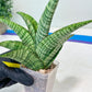 Sansevieria DareDevil (#H53) | Imported Snake Plants