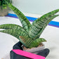 Sansevieria DareDevil (#H53) | Imported Snake Plants