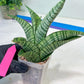 Sansevieria DareDevil (#H53) | Imported Snake Plants