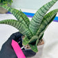 Sansevieria DareDevil (#H53) | Imported Snake Plants