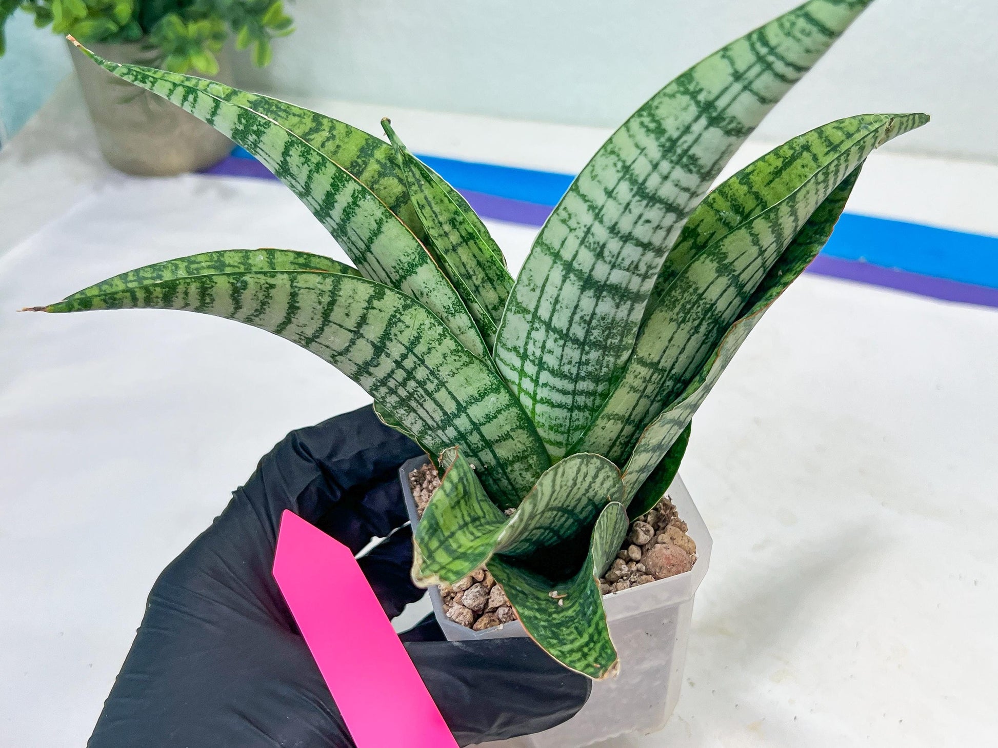 Sansevieria DareDevil (#H53) | Imported Snake Plants