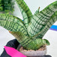 Sansevieria DareDevil (#H53) | Imported Snake Plants